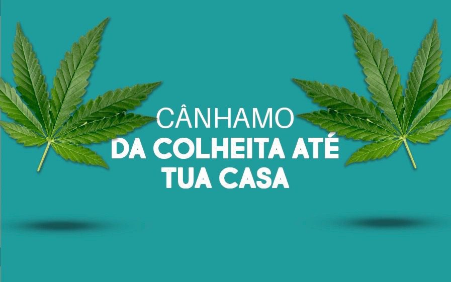 Cânhamo, da Colheita até tua Casa: O Ciclo das Flores de CBD